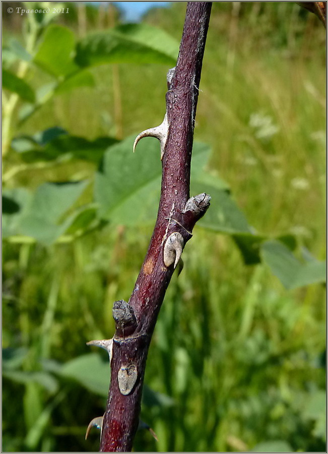 Image of genus Rosa specimen.