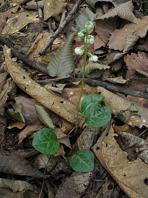 Image of Pyrola dahurica specimen.