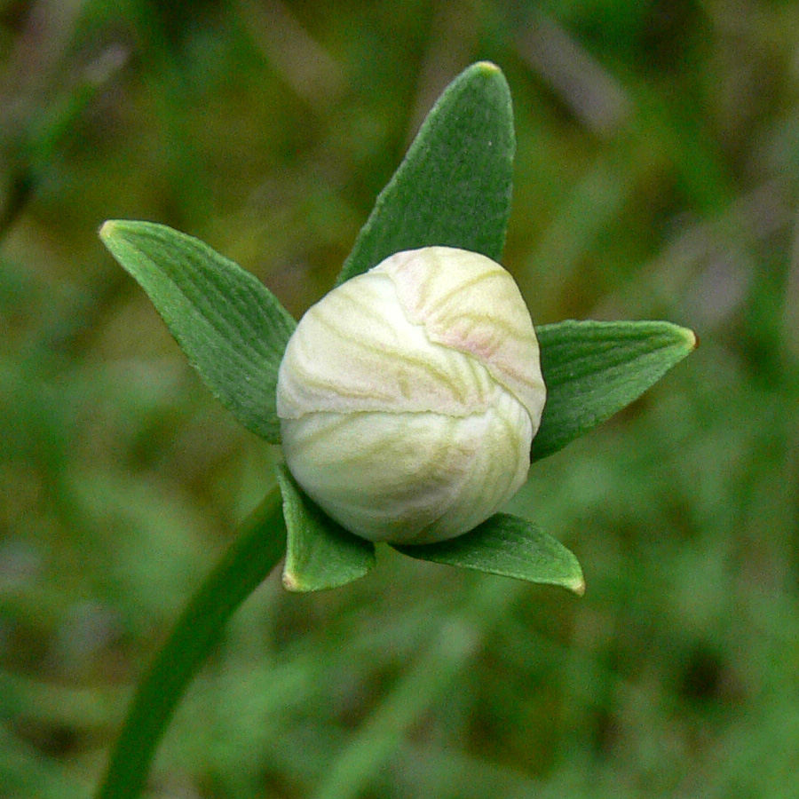 Изображение особи Parnassia palustris.