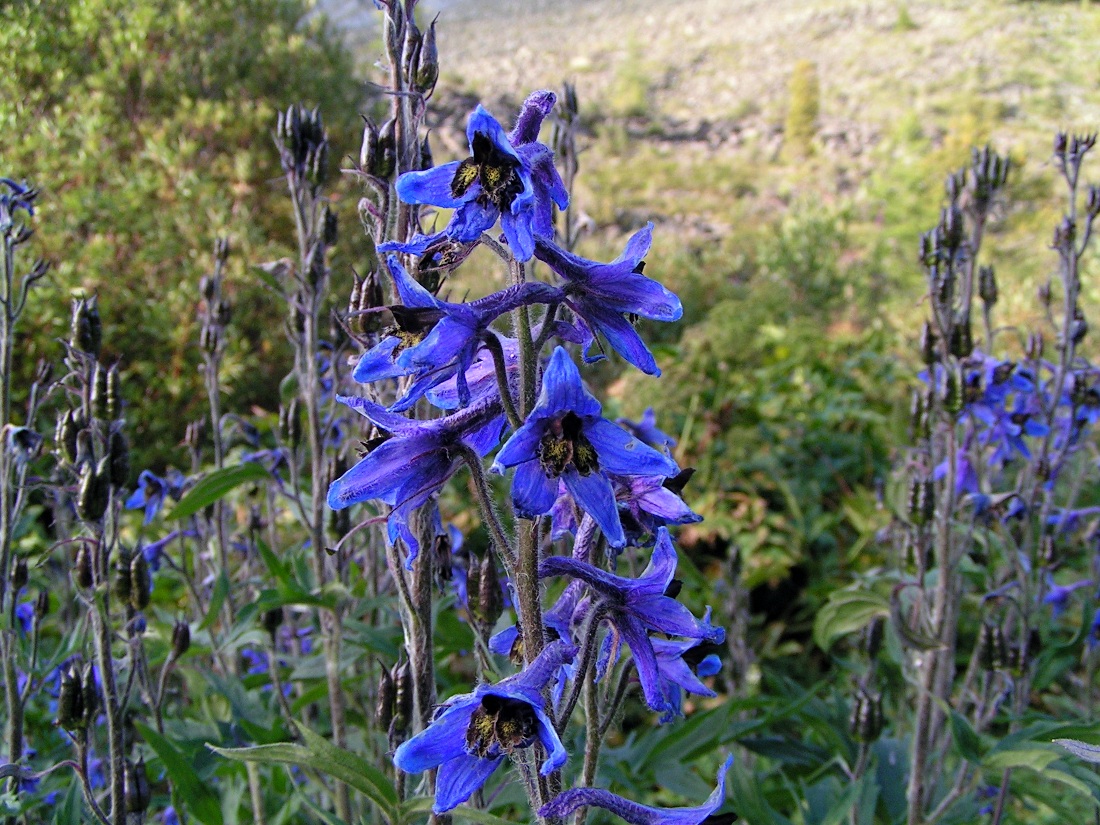 Image of Delphinium inconspicuum specimen.