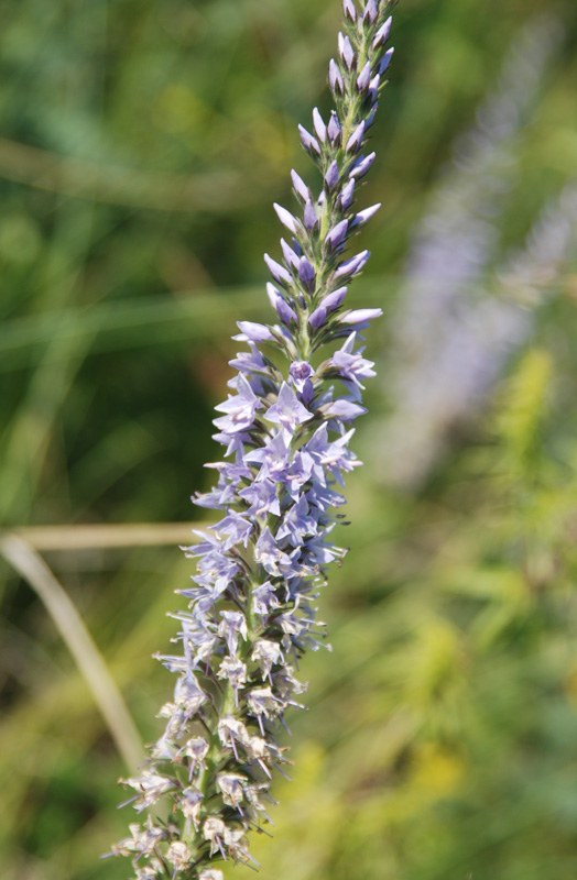 Image of Veronica linariifolia specimen.