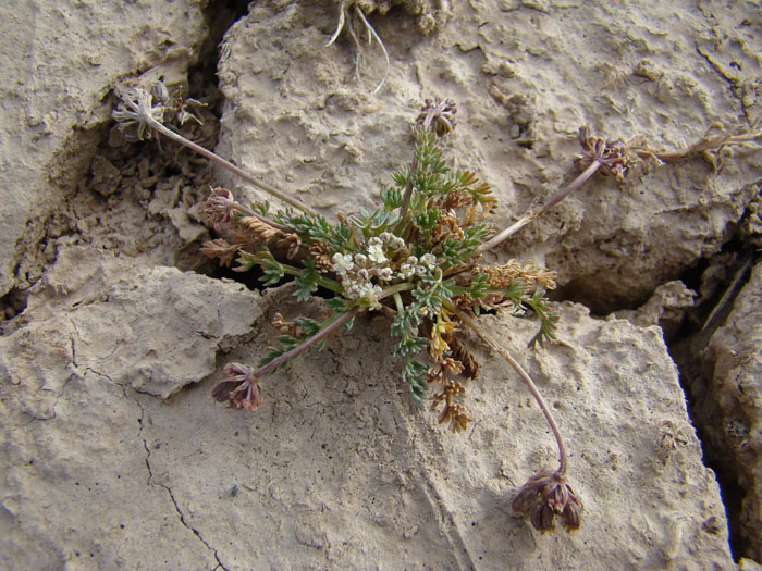 Image of Schulzia prostrata specimen.