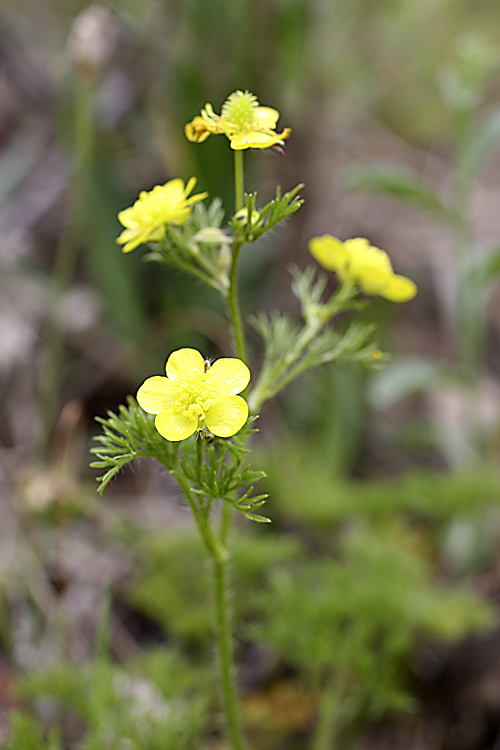 Изображение особи Ranunculus tenuilobus.