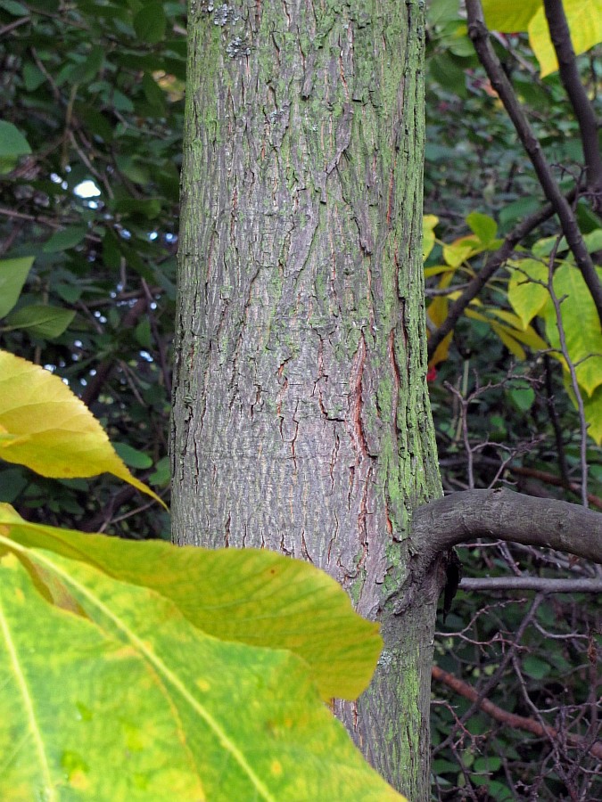 Image of Carya ovata specimen.