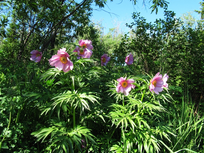 Изображение особи Paeonia anomala.