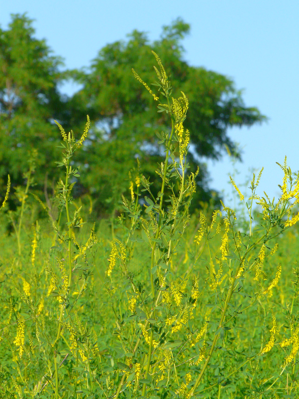 Изображение особи Melilotus officinalis.