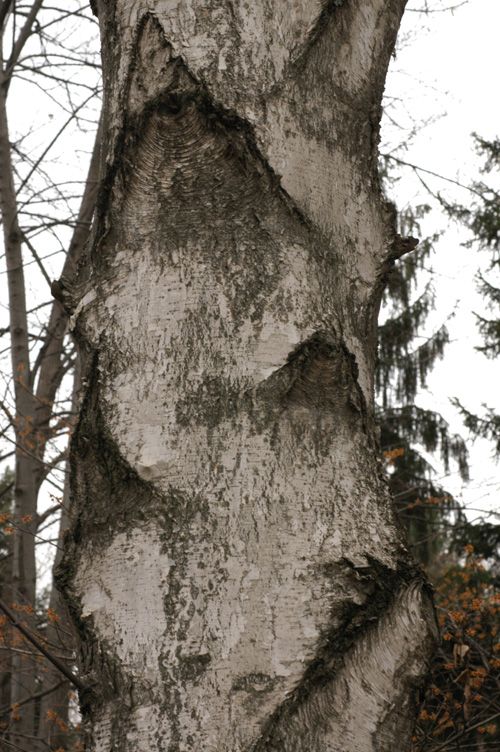 Изображение особи Betula caerulea.