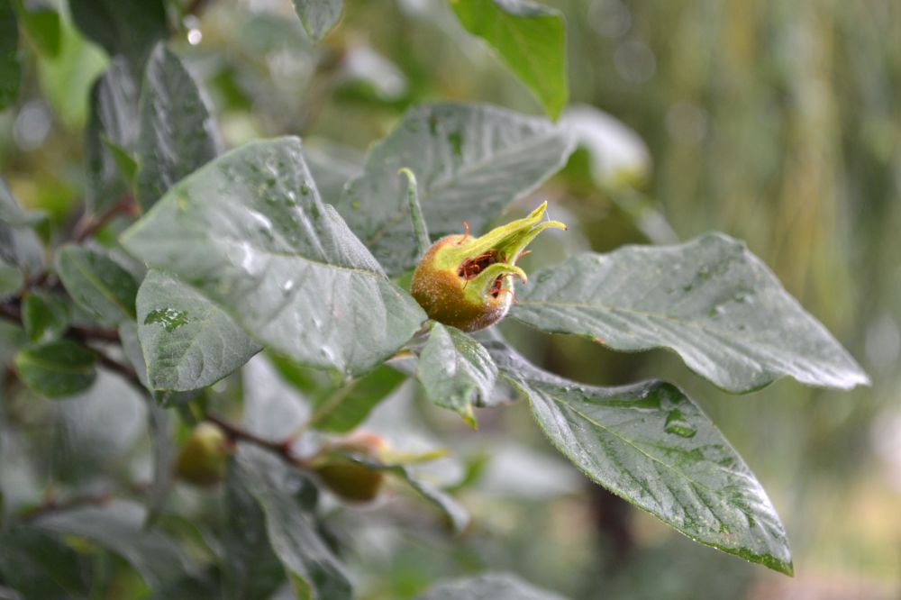 Image of Mespilus germanica specimen.