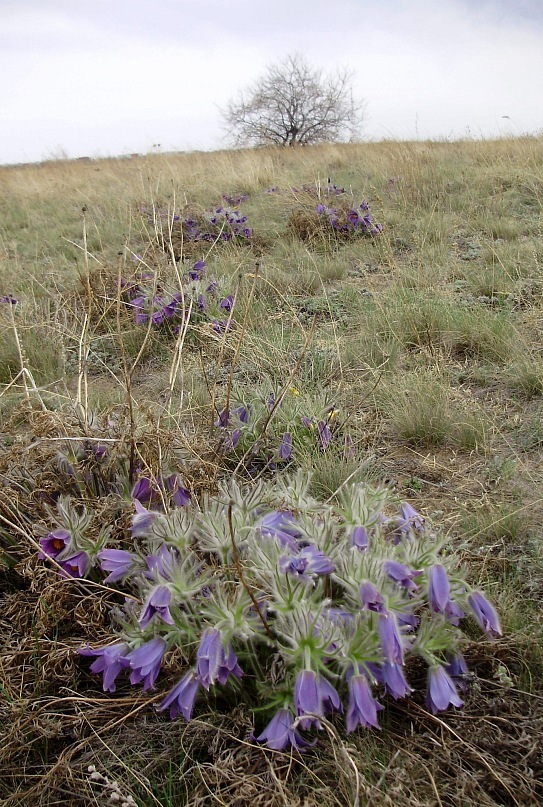 Image of Pulsatilla turczaninovii specimen.