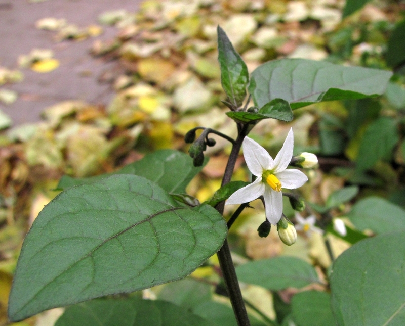 Изображение особи Solanum nigrum.