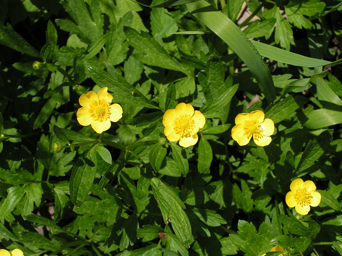 Image of Ranunculus repens specimen.