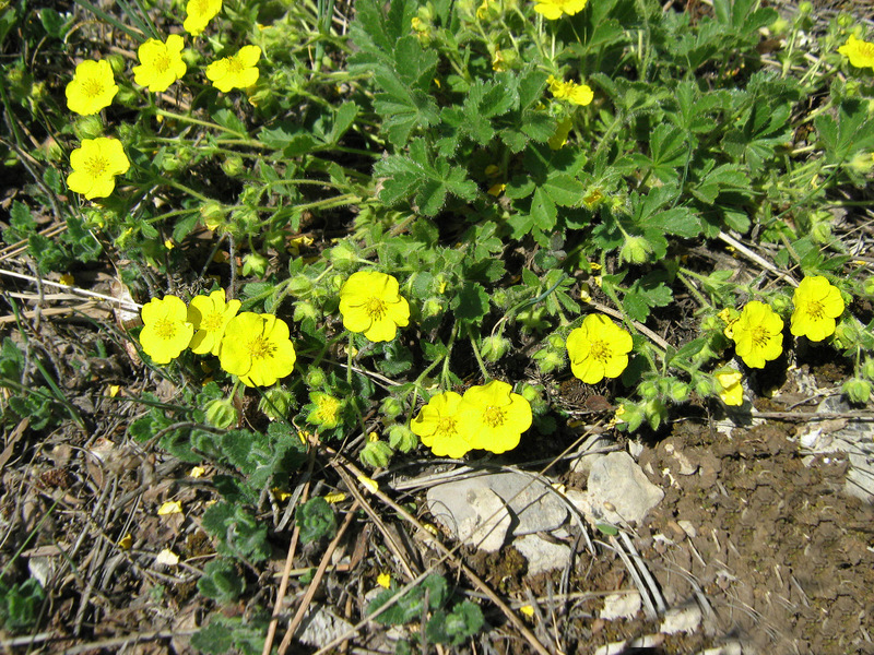 Image of Potentilla depressa specimen.