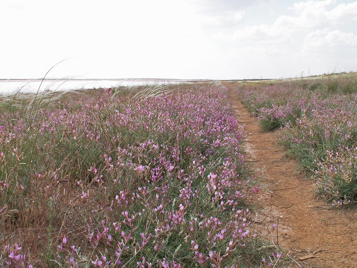 Изображение особи Astragalus brachylobus.