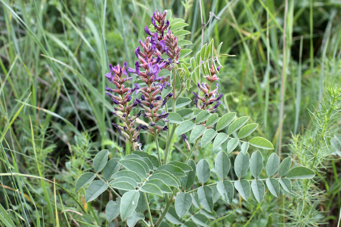 Image of Glycyrrhiza glabra specimen.