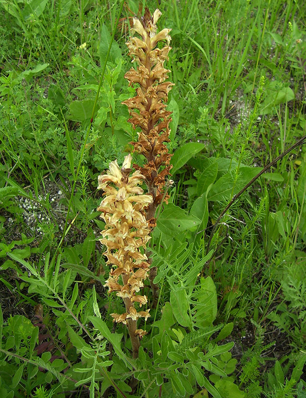 Image of Orobanche alba specimen.