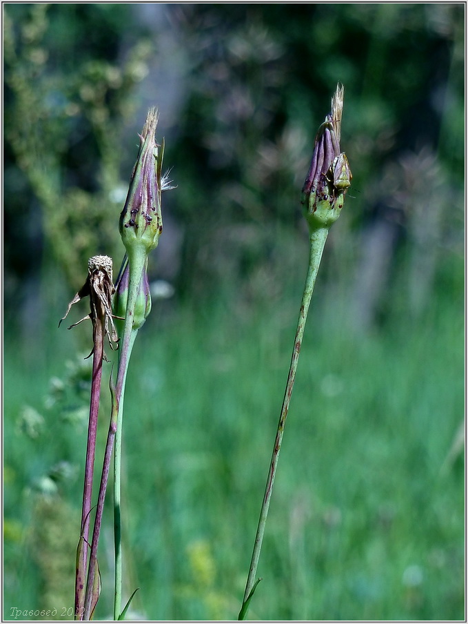 Image of Tragopogon dubius ssp. major specimen.