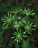 Chaerophyllum temulum. Соплодие (плодоножки и лучи зонтиков поражены мучнисторосяным грибом Erysiphe cruciferarum). Крым, Белогорский р-н, окр. с. Земляничное. 23 июня 2012 г.