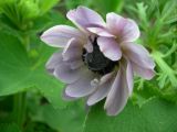 Anemone coronaria