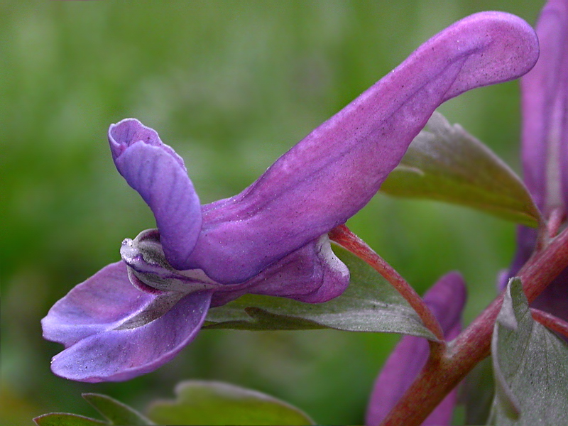 Изображение особи Corydalis solida.