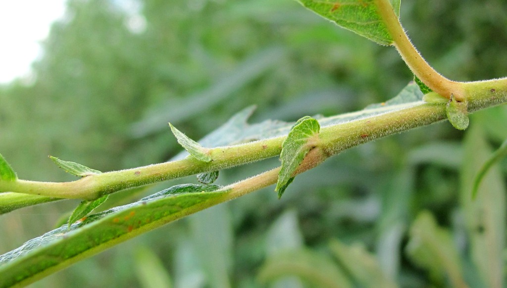 Image of genus Salix specimen.