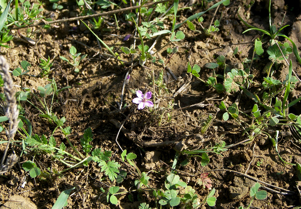 Изображение особи Erodium cicutarium.