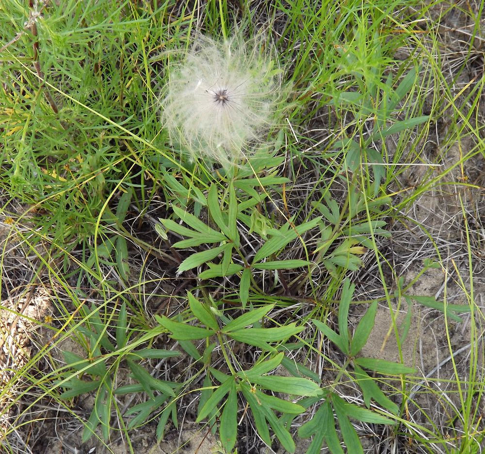 Image of Pulsatilla dahurica specimen.