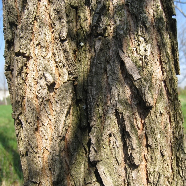 Image of Ulmus japonica specimen.