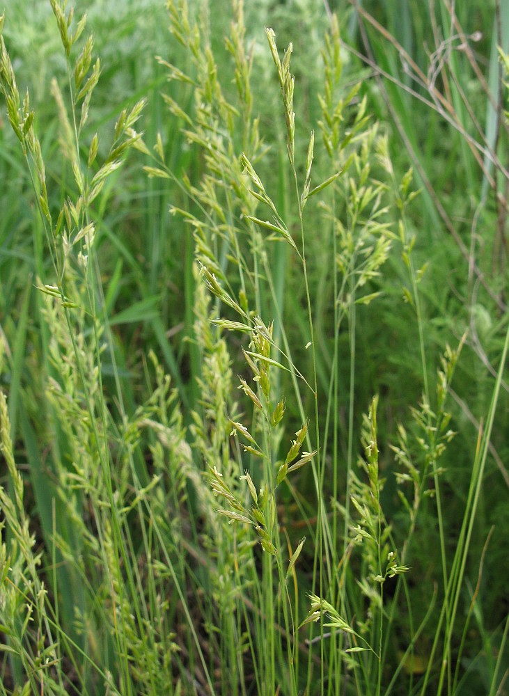 Image of genus Festuca specimen.