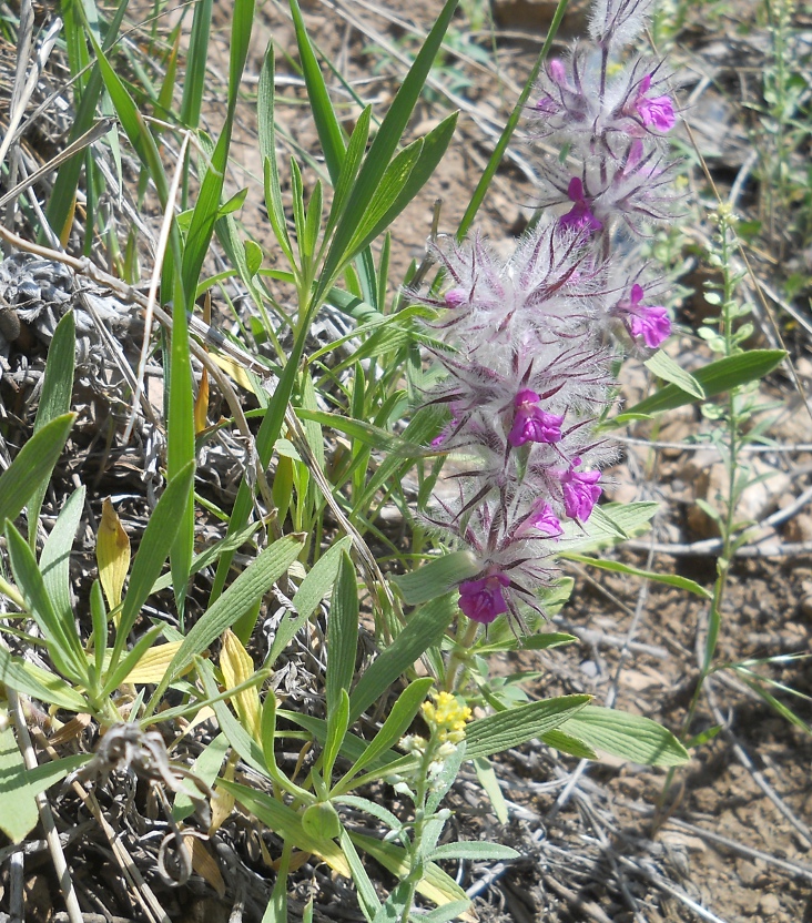 Image of Stachys lavandulifolia specimen.