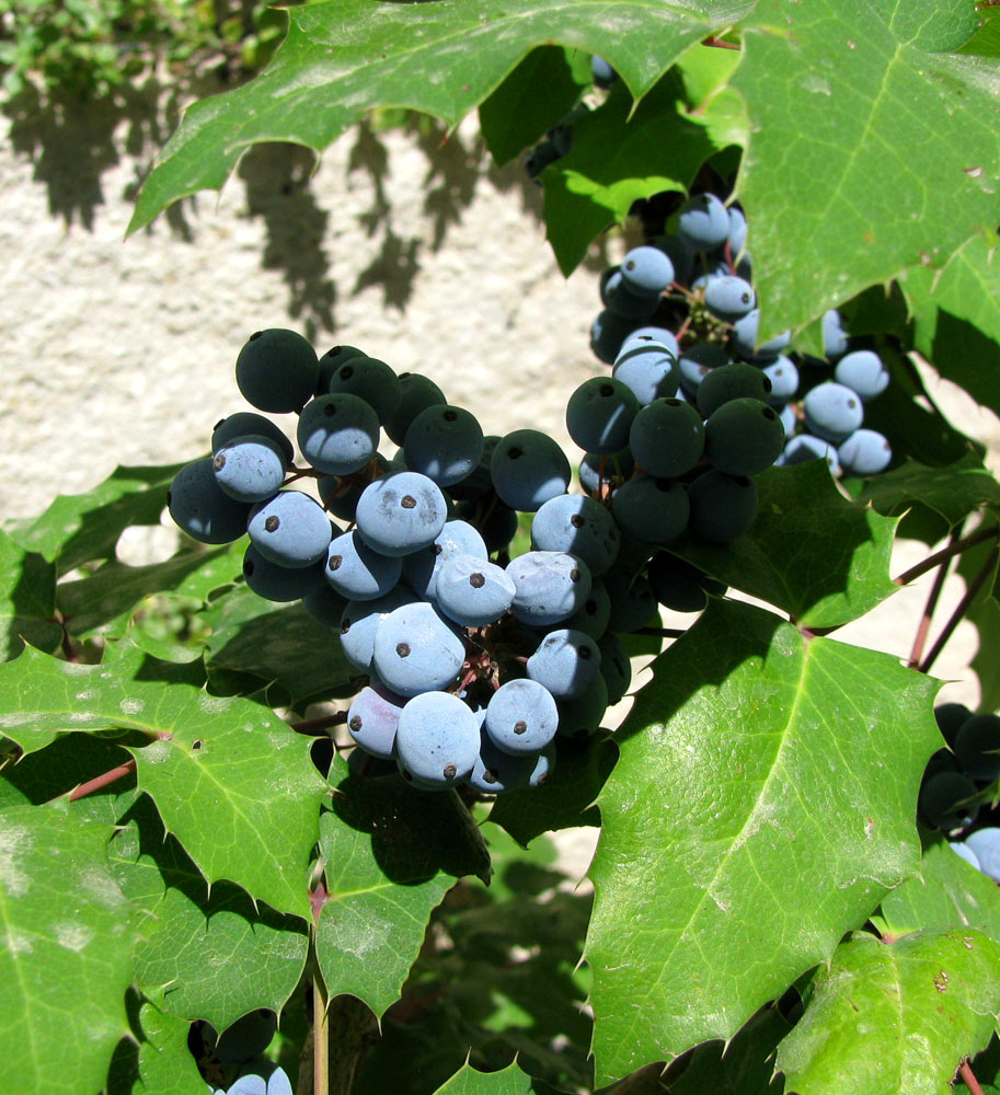 Image of Mahonia aquifolium specimen.