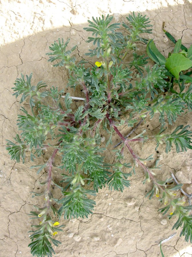 Image of Ajuga chia specimen.