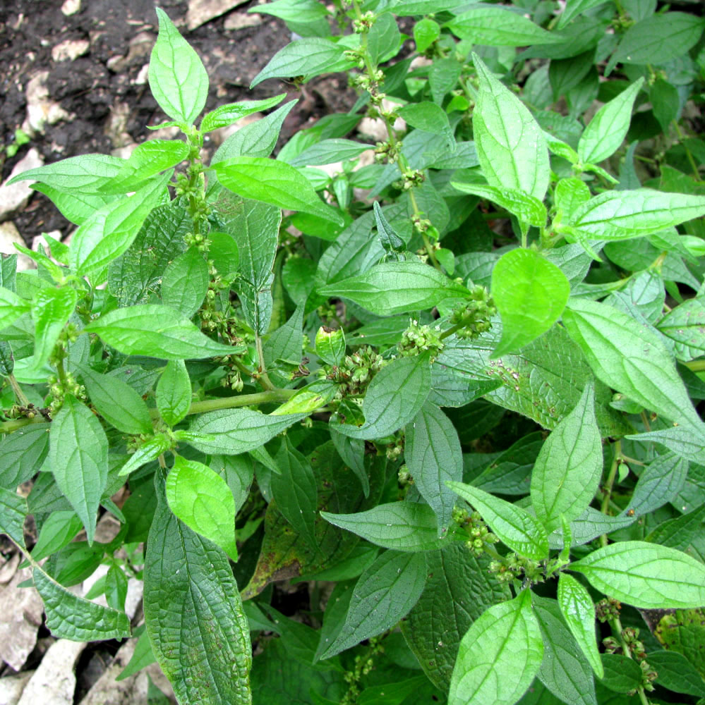 Image of Parietaria officinalis specimen.