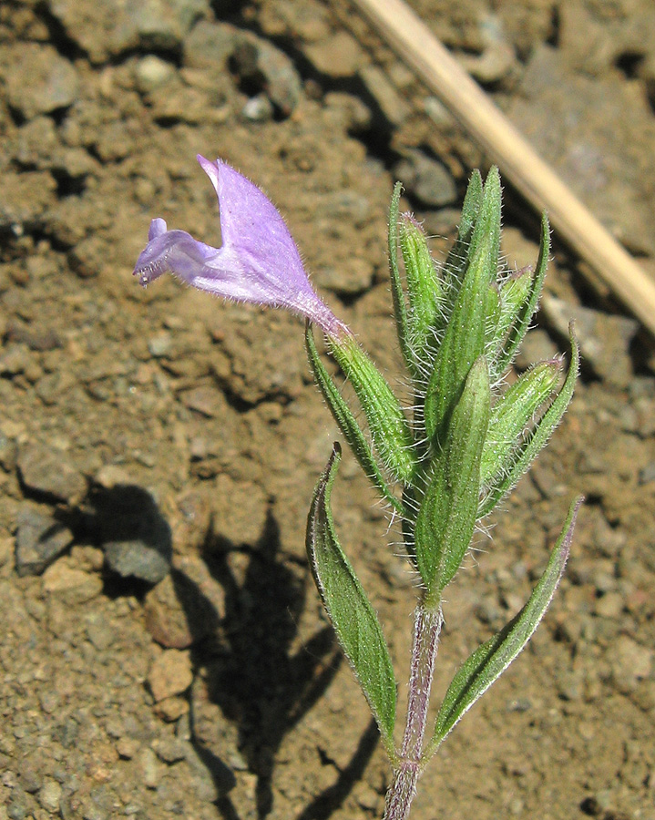 Image of Ziziphora taurica specimen.