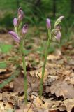 Limodorum abortivum variety viride. Зацветающие растения. Южный берег Крыма, гора Аю-Даг. 27 мая 2013 г.