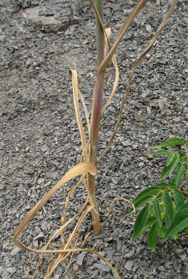 Image of Allium atroviolaceum specimen.