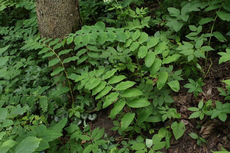 Image of Polygonatum multiflorum specimen.