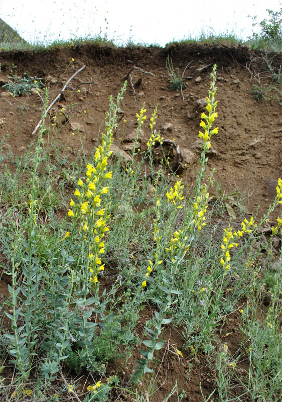 Image of Linaria grandiflora specimen.