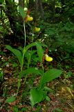 Cypripedium calceolus