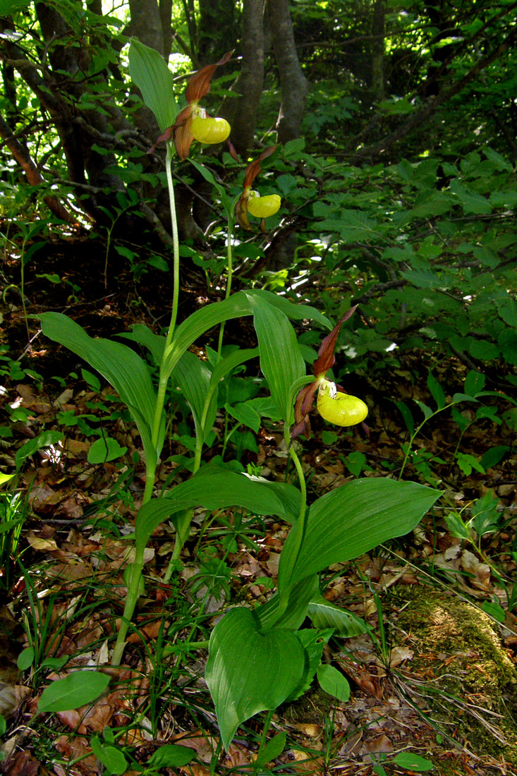 Image of Cypripedium calceolus specimen.