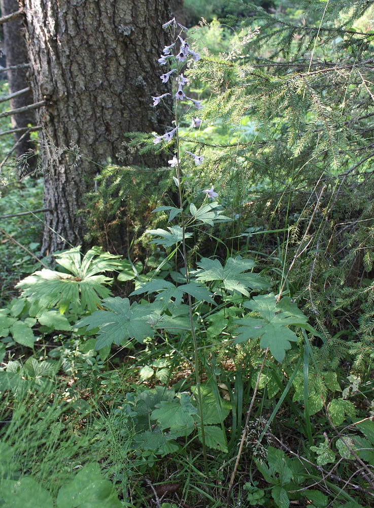 Image of Delphinium elatum specimen.