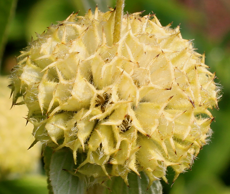 Image of Phlomis russeliana specimen.