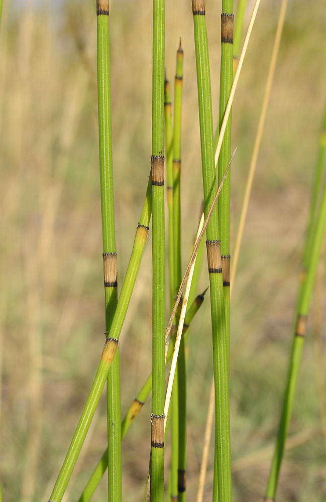 Image of Equisetum &times; moorei specimen.