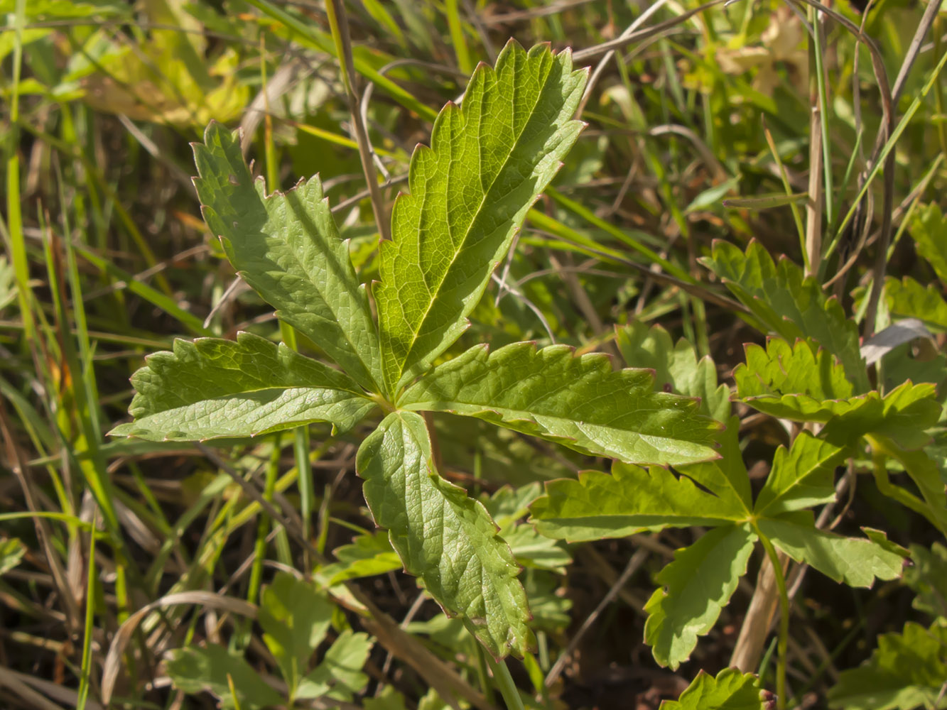 Image of Potentilla reptans specimen.