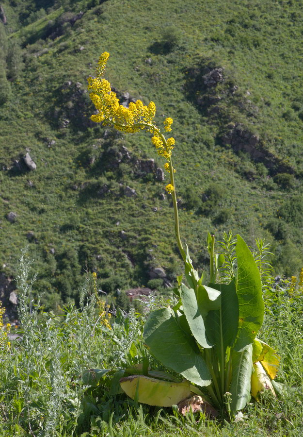 Image of Ligularia heterophylla specimen.