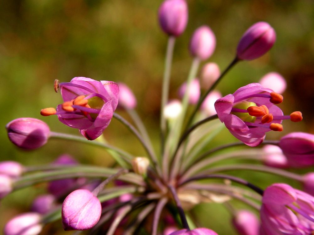 Изображение особи Allium sacculiferum.