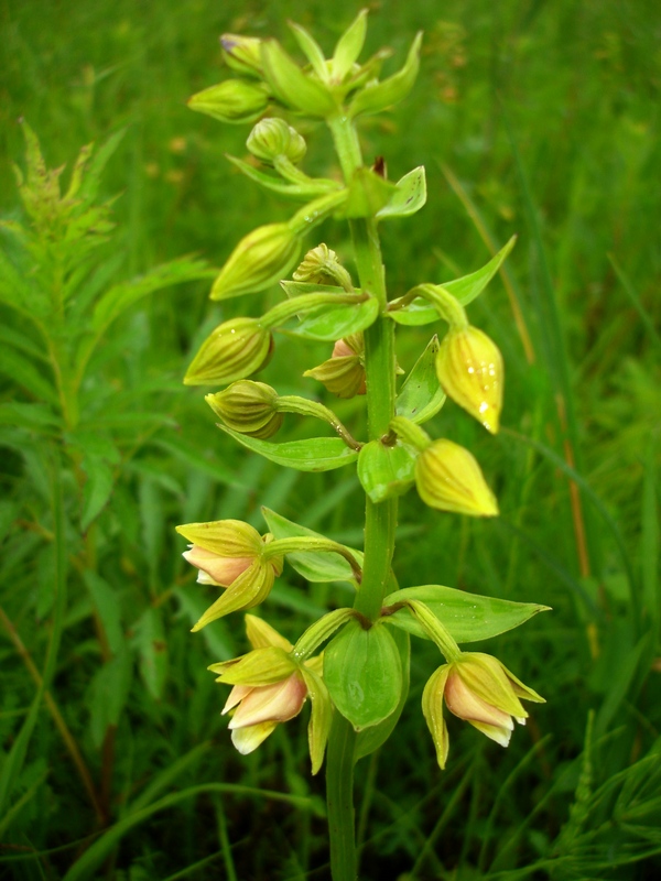 Image of Epipactis thunbergii specimen.