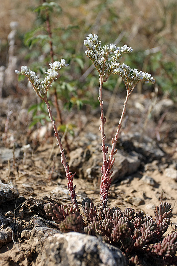 Изображение особи Sedum alberti.