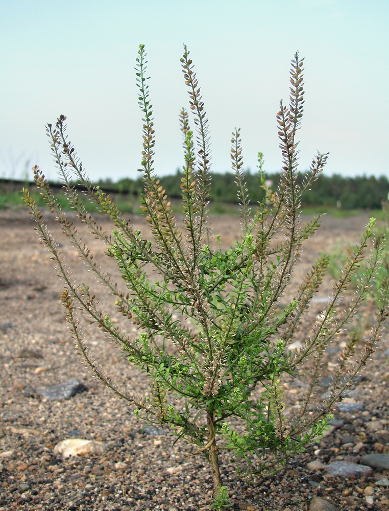 Image of Lepidium ruderale specimen.