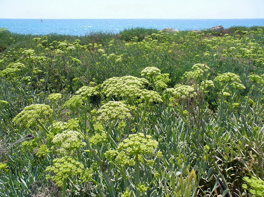 Изображение особи Crithmum maritimum.