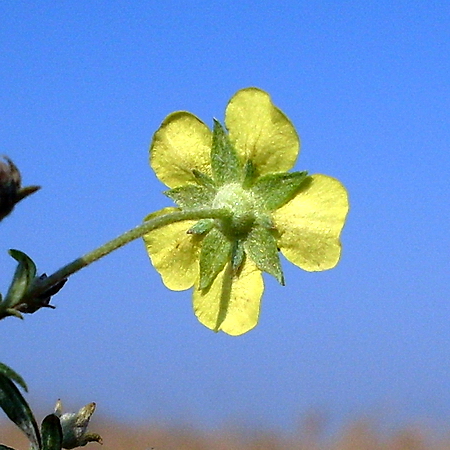 Изображение особи Potentilla argentea.